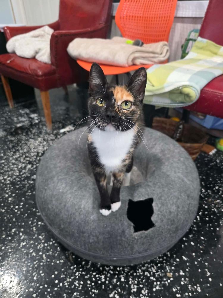 Enlarge Simone, a Adoptable Domestic Short Hair in Lewisburg, TN image 4/4