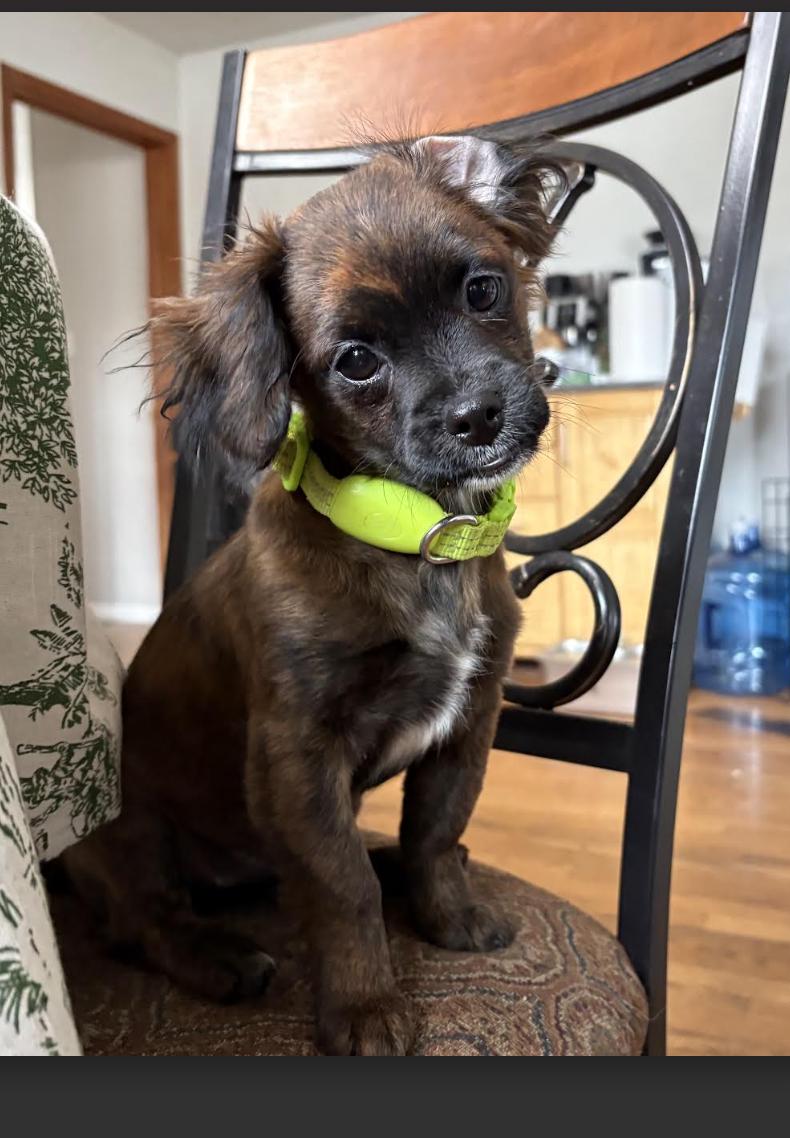 #231 Hanna, Adoptable, Puppy Female Shih poo.