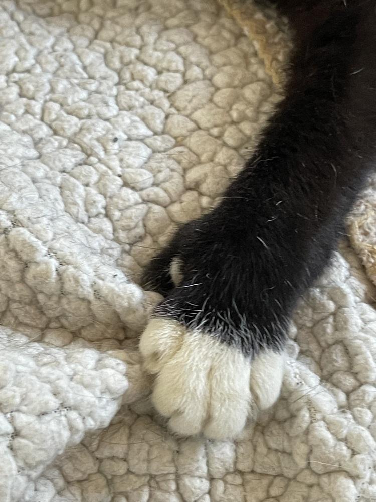 Storm, Adoptable, Young Female Extra-Toes Cat / Hemingway Polydactyl.