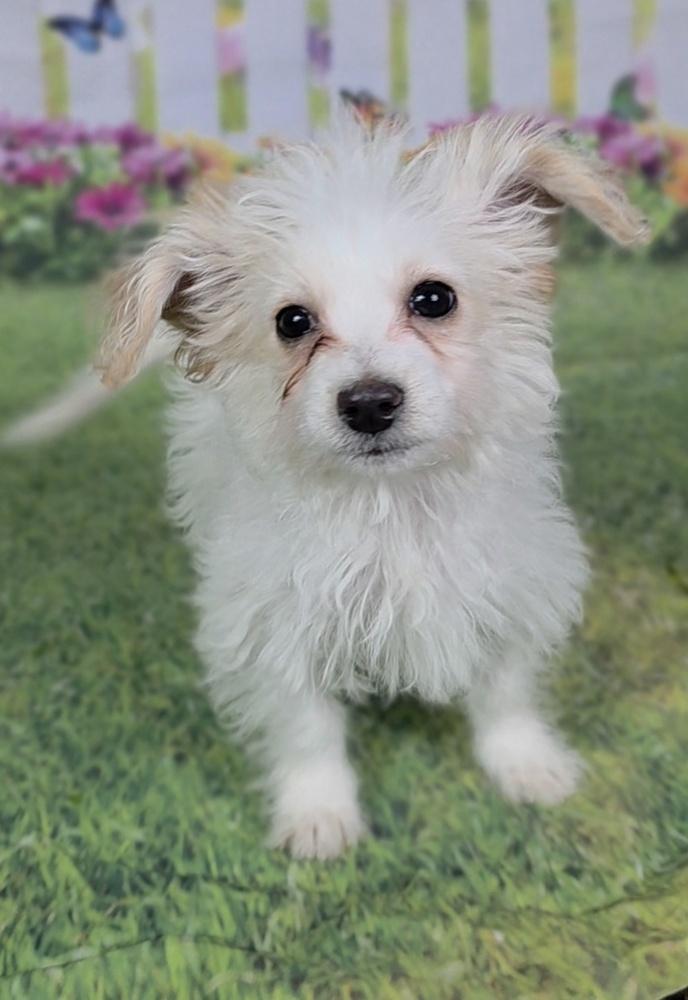 Jolly Jingles, Adoptable, Puppy Male Maltese & Poodle.