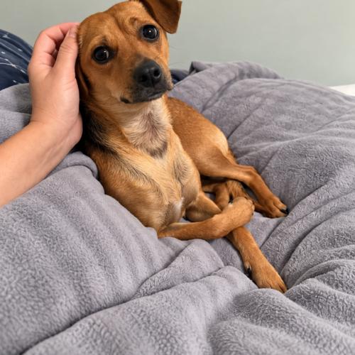 Enlarge Hayward, a Adoptable mixed breed in Langley, BC image 1/3
