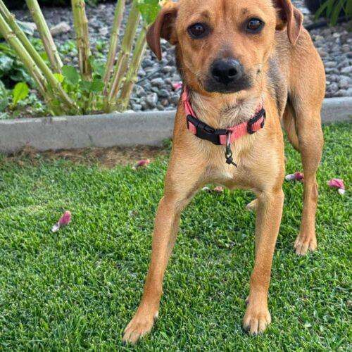 Enlarge Hayward, a Adoptable mixed breed in Langley, BC image 2/3