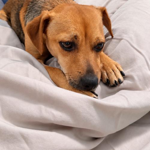 Enlarge Hayward, a Adoptable mixed breed in Langley, BC image 3/3