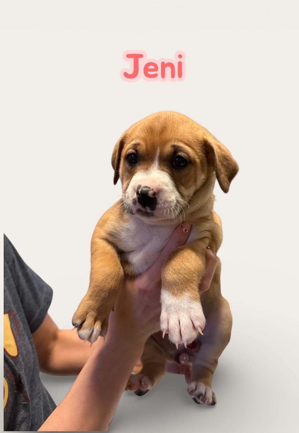J litter Jenni , ADOPTABLE, Puppy Female Pit Bull Terrier.