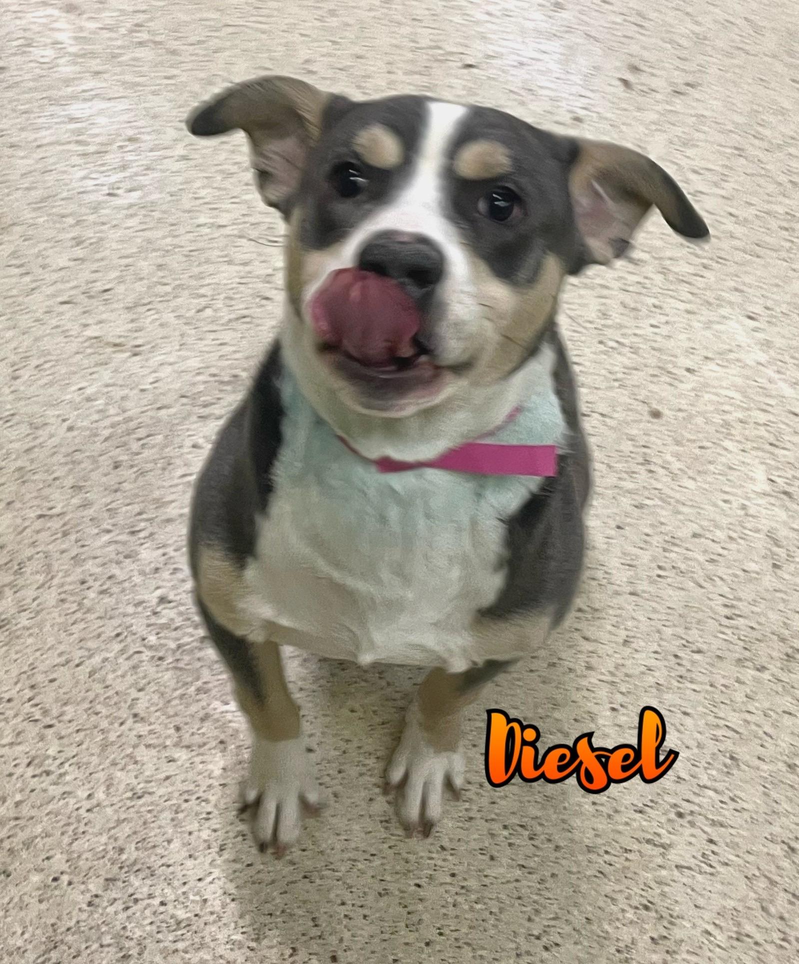 Diesel, adoptable, Young Male Terrier.