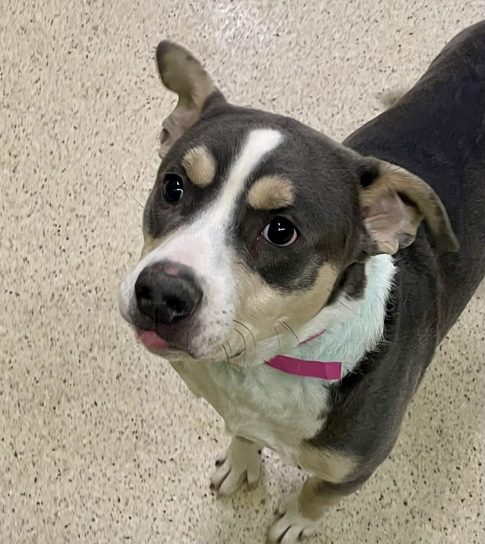 Diesel, an adoptable mixed breed in Muncie, IN image 4/4