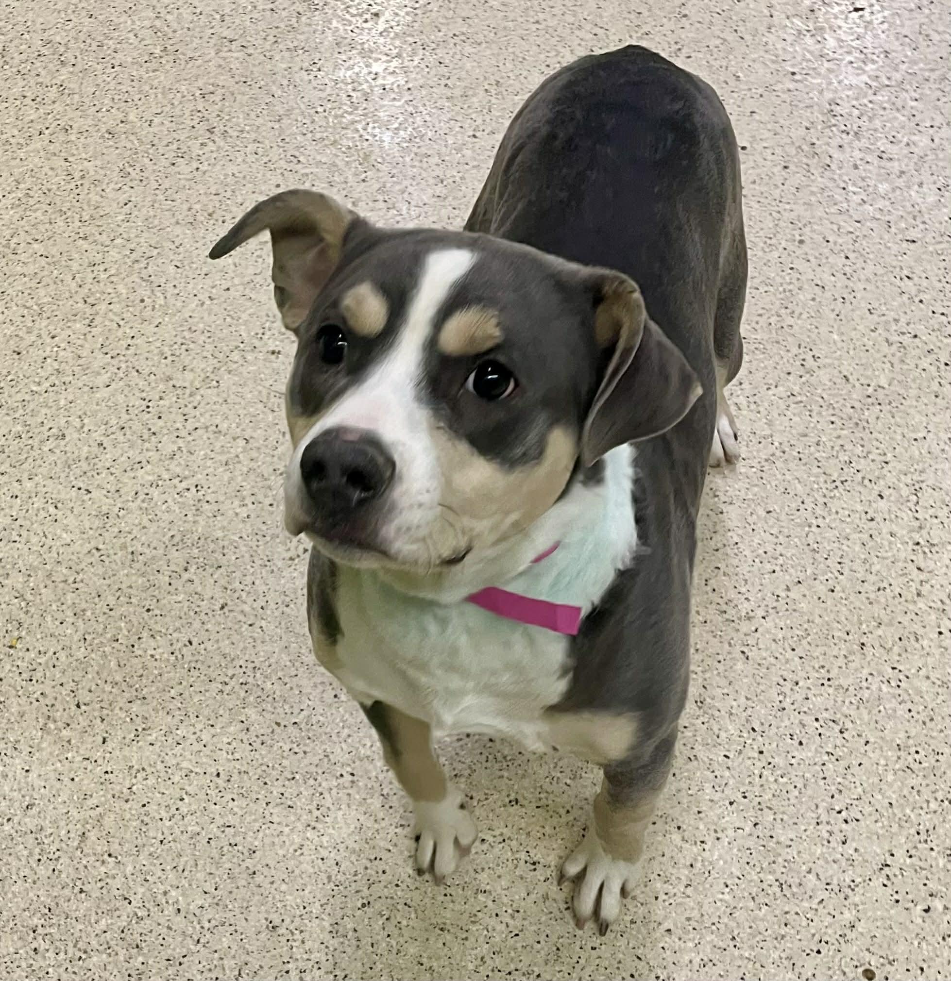 Diesel, an adoptable mixed breed in Muncie, IN image 3/4