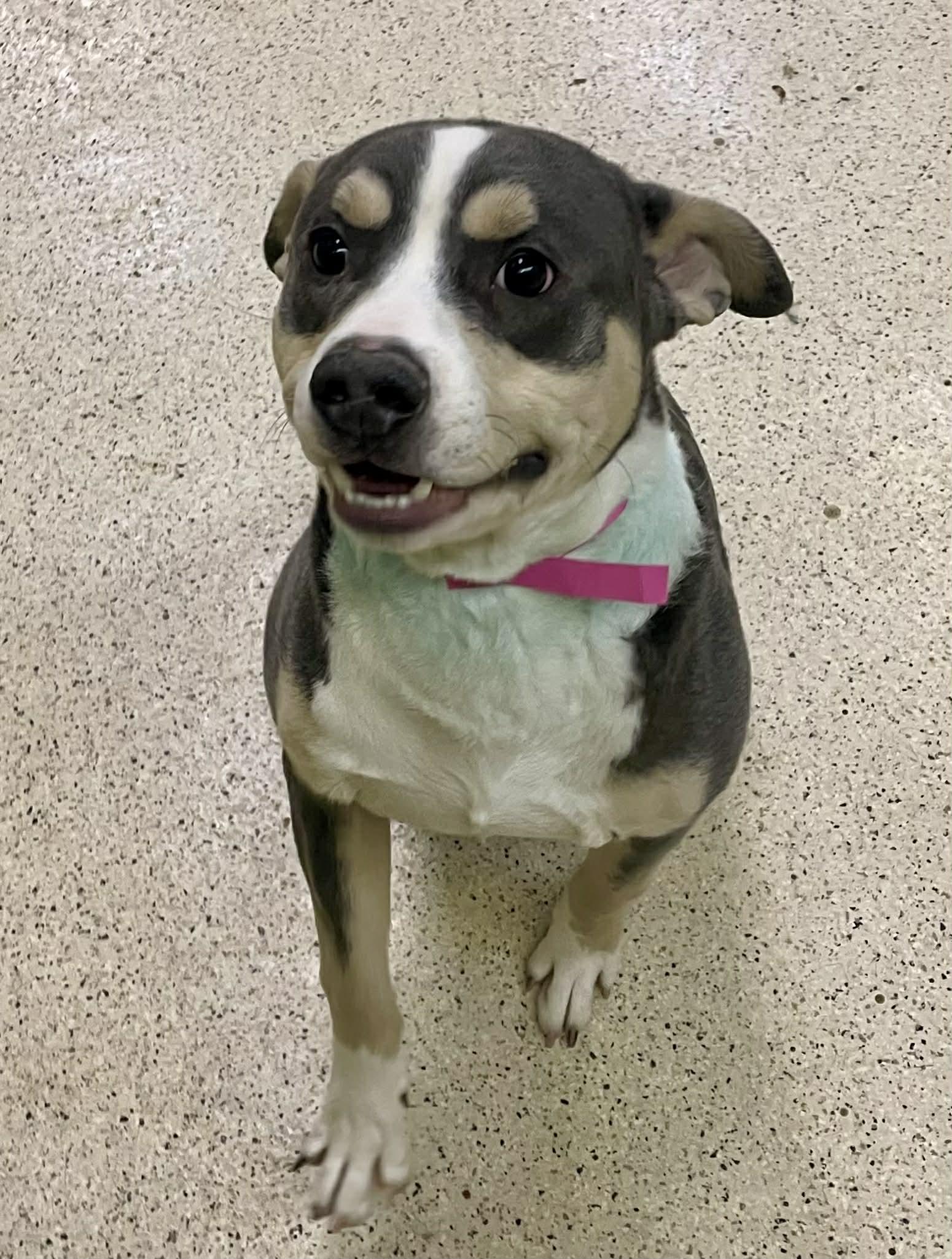 Diesel, an adoptable mixed breed in Muncie, IN image 2/4
