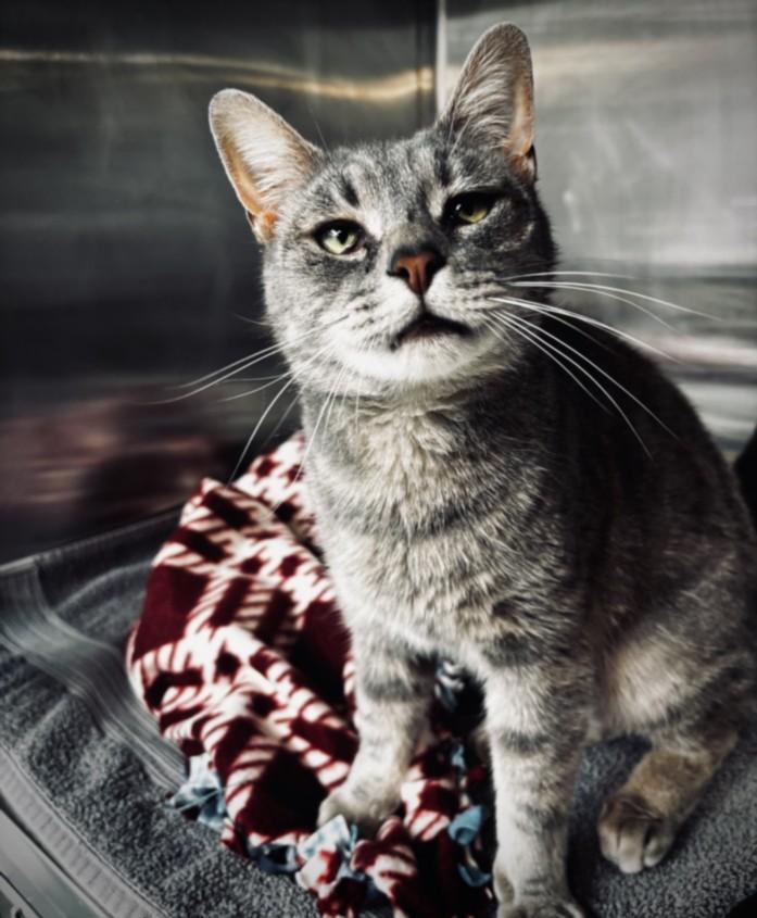 PHILIP, Adoptable, Adult Male Domestic Short Hair.