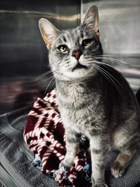 PHILIP, Adoptable, Adult Male Domestic Short Hair.