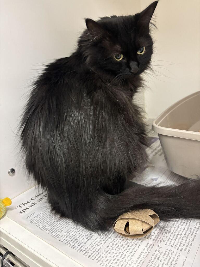 Enlarge Enzo, a Adoptable Domestic Long Hair in Fruit Heights, UT image 1/3