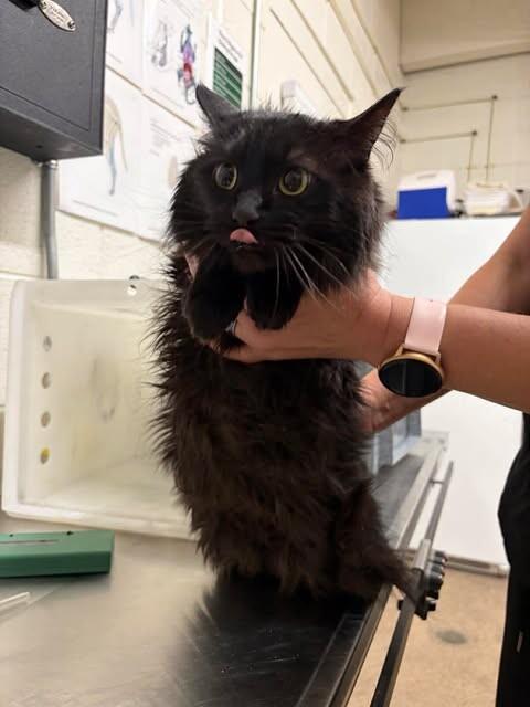Enlarge Enzo, a Adoptable Domestic Long Hair in Fruit Heights, UT image 2/3