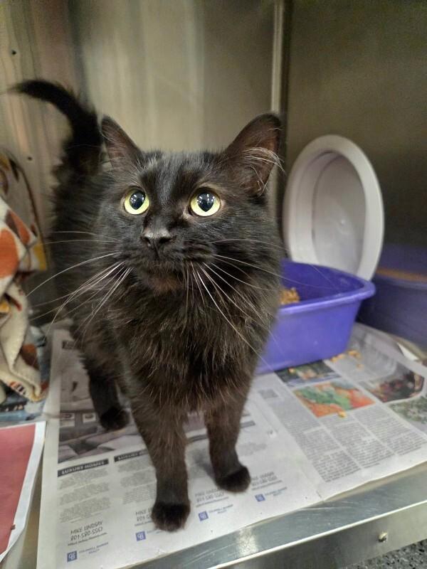 Enlarge Enzo, a Adoptable Domestic Long Hair in Fruit Heights, UT image 3/3