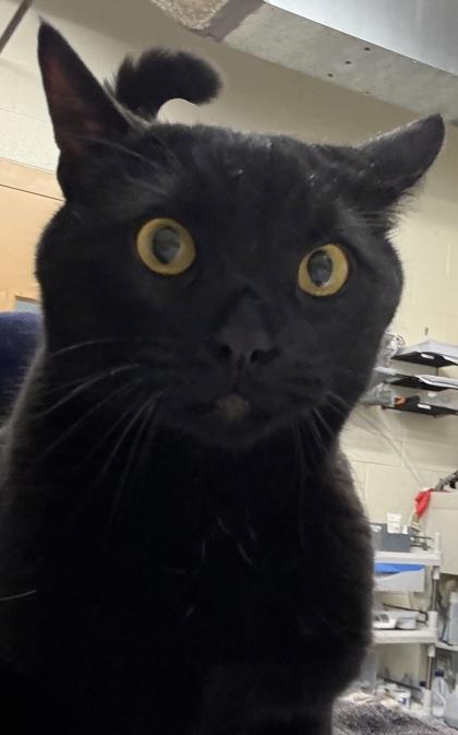 Onyx @ Coffee and the Cats