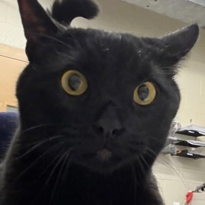 Onyx @ Coffee and the Cats — thumbnail 2