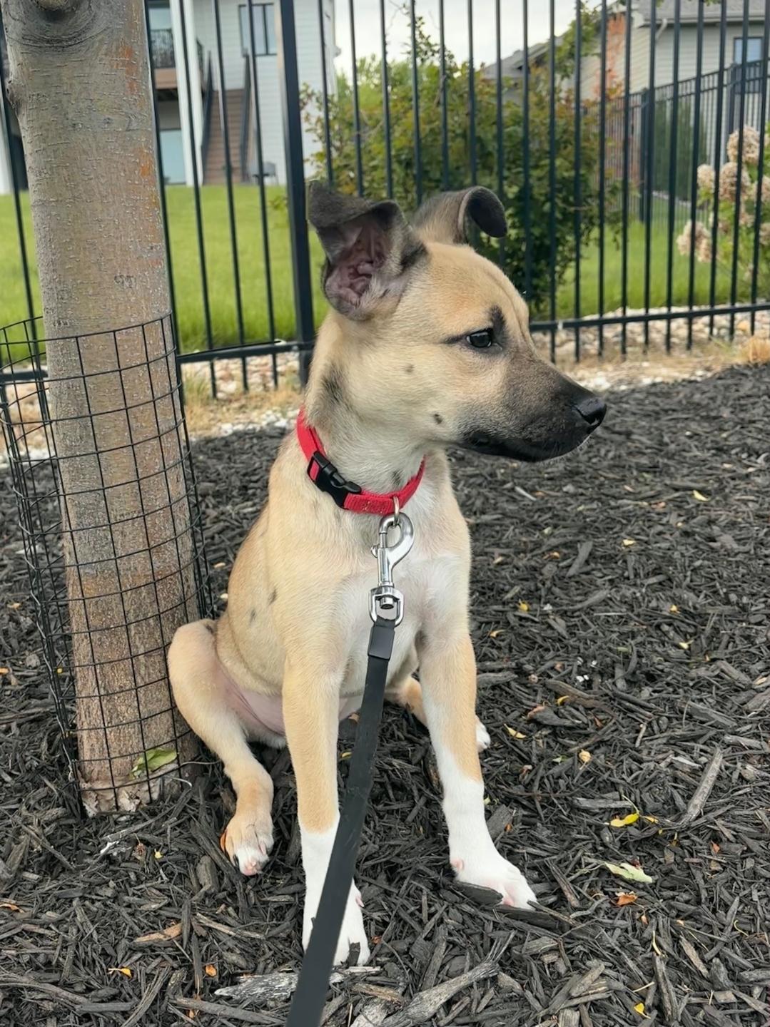 Enlarge Wren, a ADOPTABLE mixed breed in Plattsmouth, NE image 1/1