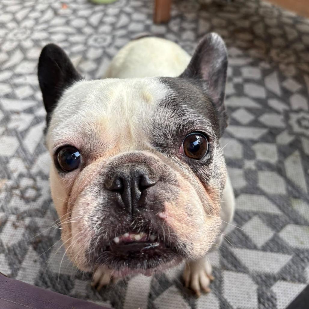 Poppy, Adoptable, Adult Female French Bulldog & French Bulldog.