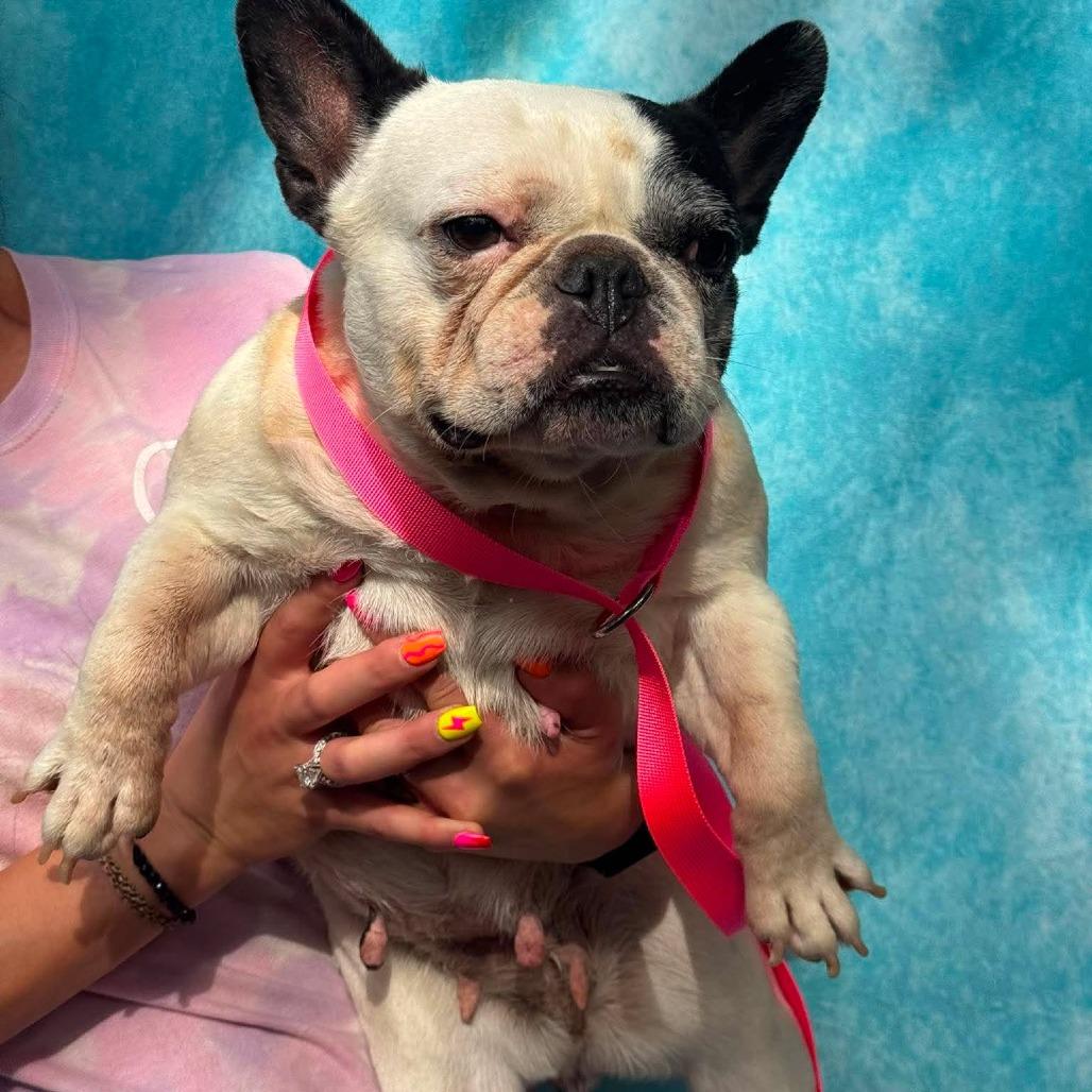 Enlarge Poppy, a Adoptable mixed breed in St. Charles, IL image 3/5