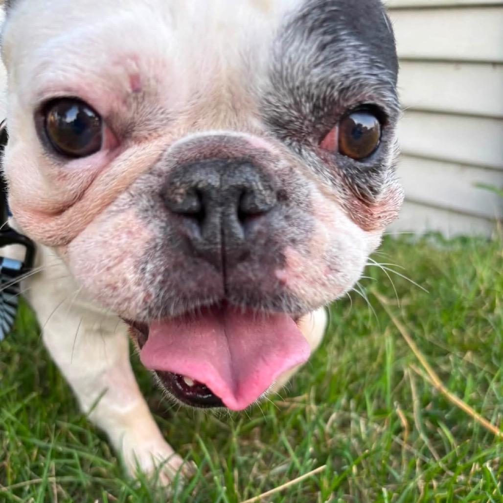 Enlarge Poppy, a Adoptable mixed breed in St. Charles, IL image 4/6