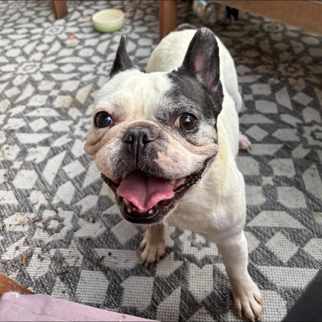 Enlarge Poppy, a Adoptable mixed breed in St. Charles, IL image 4/5