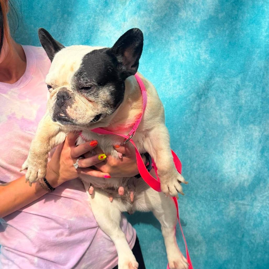 Enlarge Poppy, a Adoptable mixed breed in St. Charles, IL image 5/5