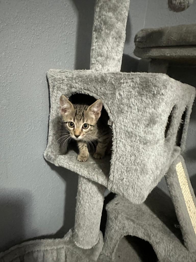 Leo, Adoptable, Young Male Domestic Short Hair.