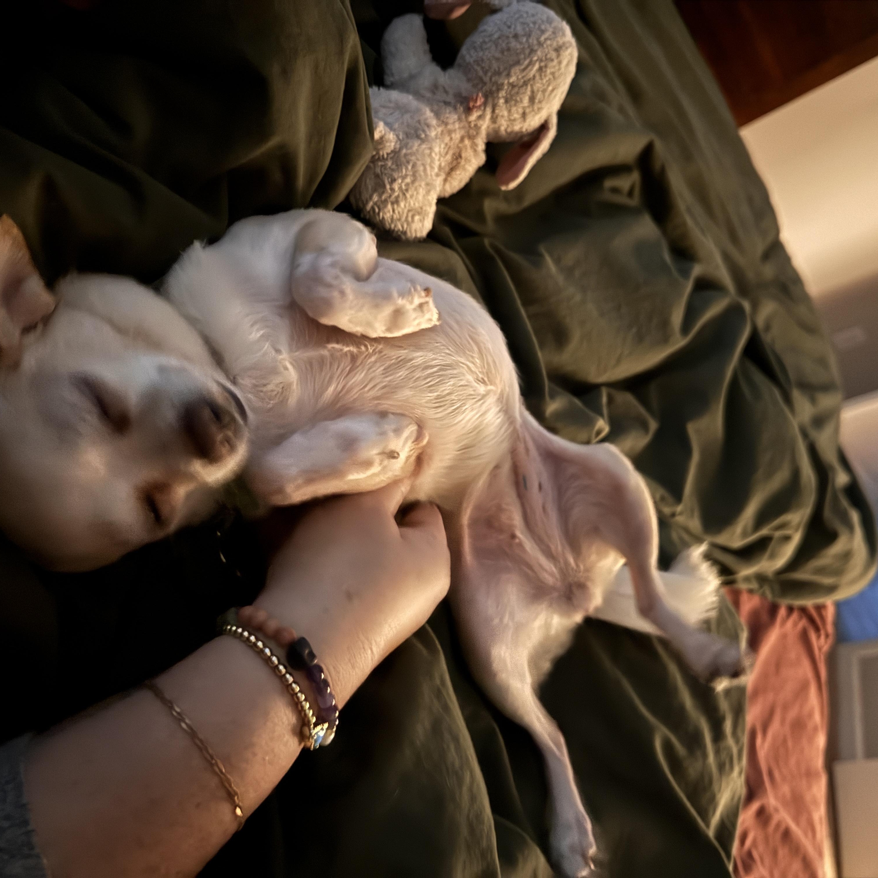 Enlarge Riley and Archie, a ADOPTABLE Chihuahua in Plano, TX image 6/6