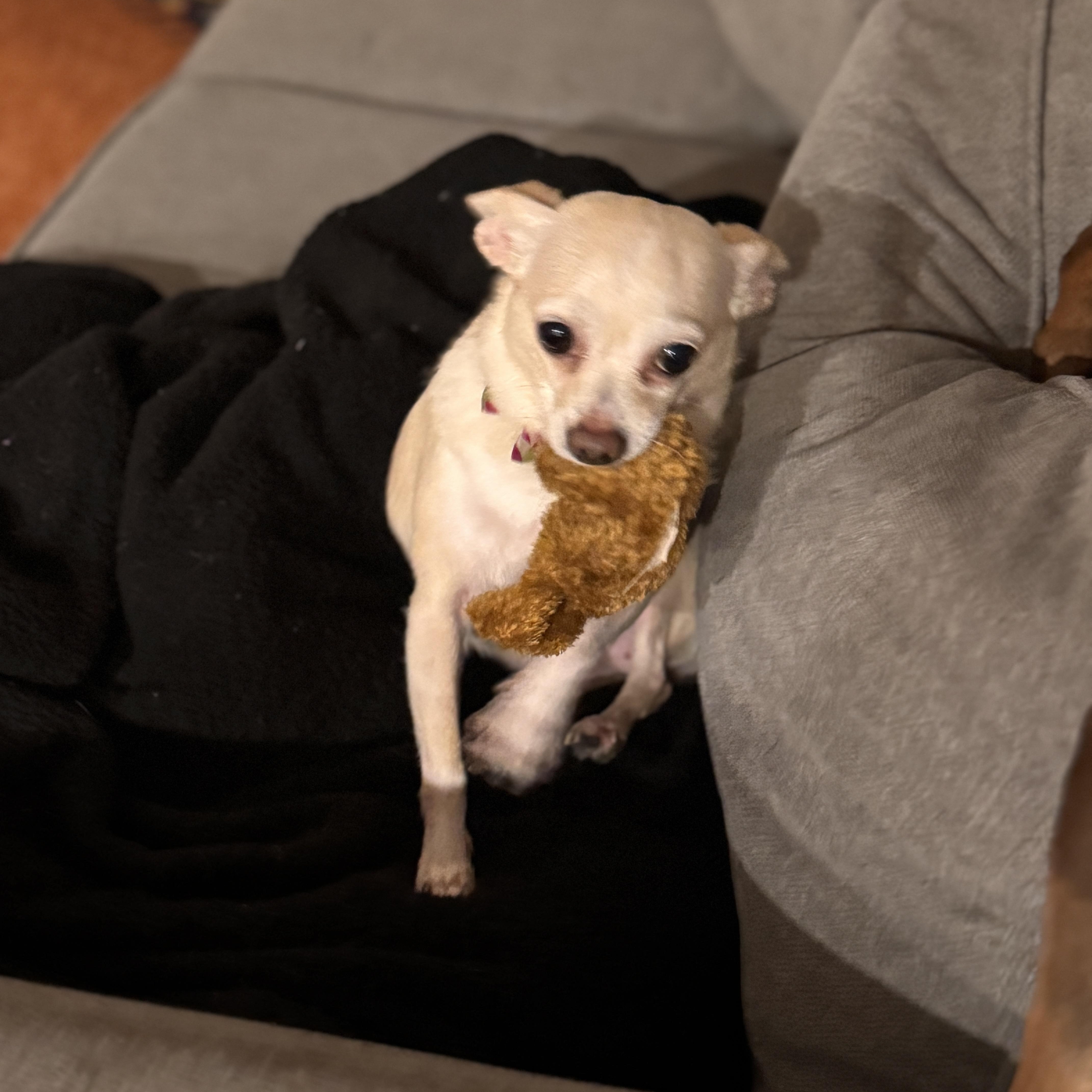 Enlarge Riley and Archie, a ADOPTABLE Chihuahua in Plano, TX image 5/6