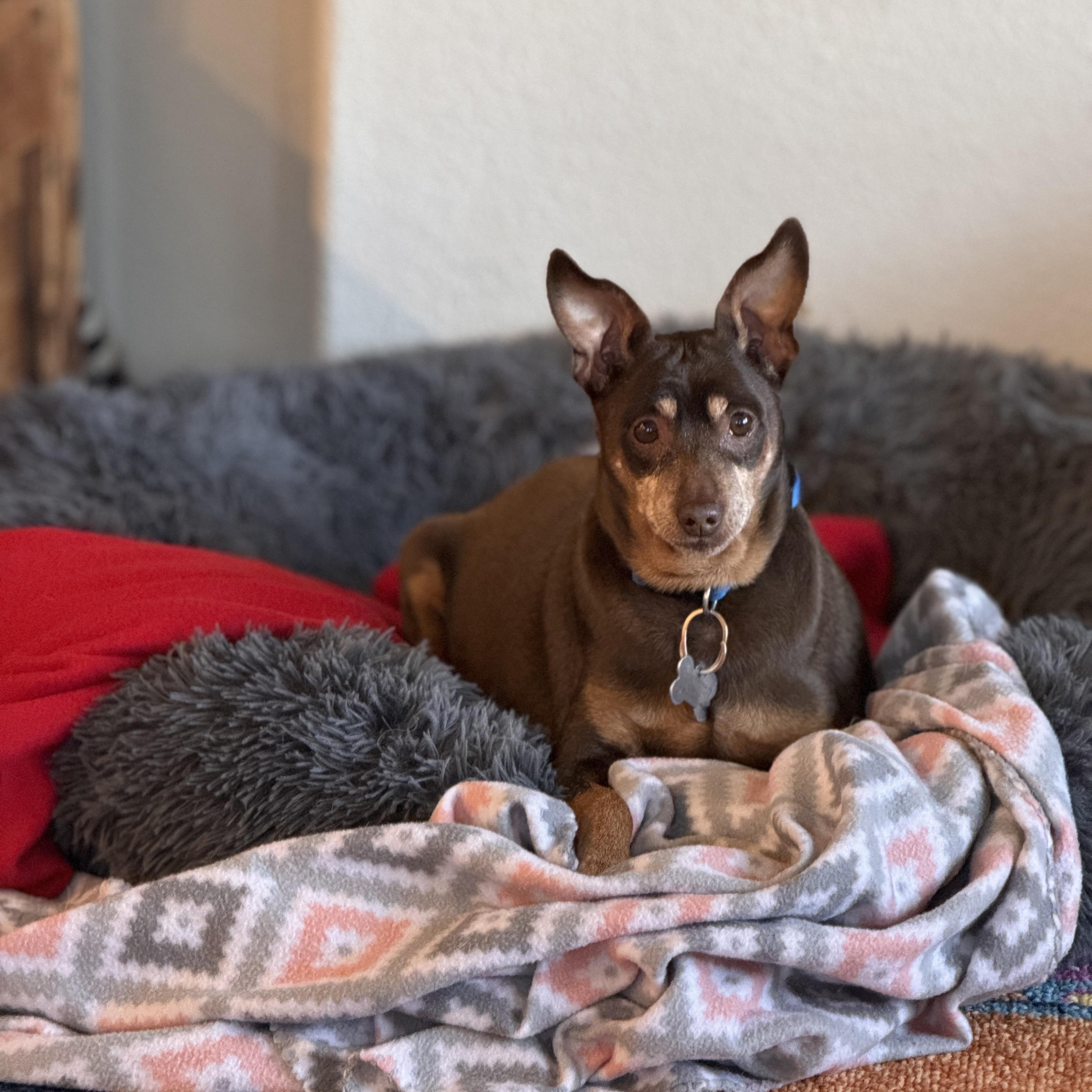 Enlarge Riley and Archie, a ADOPTABLE Chihuahua in Plano, TX image 2/6