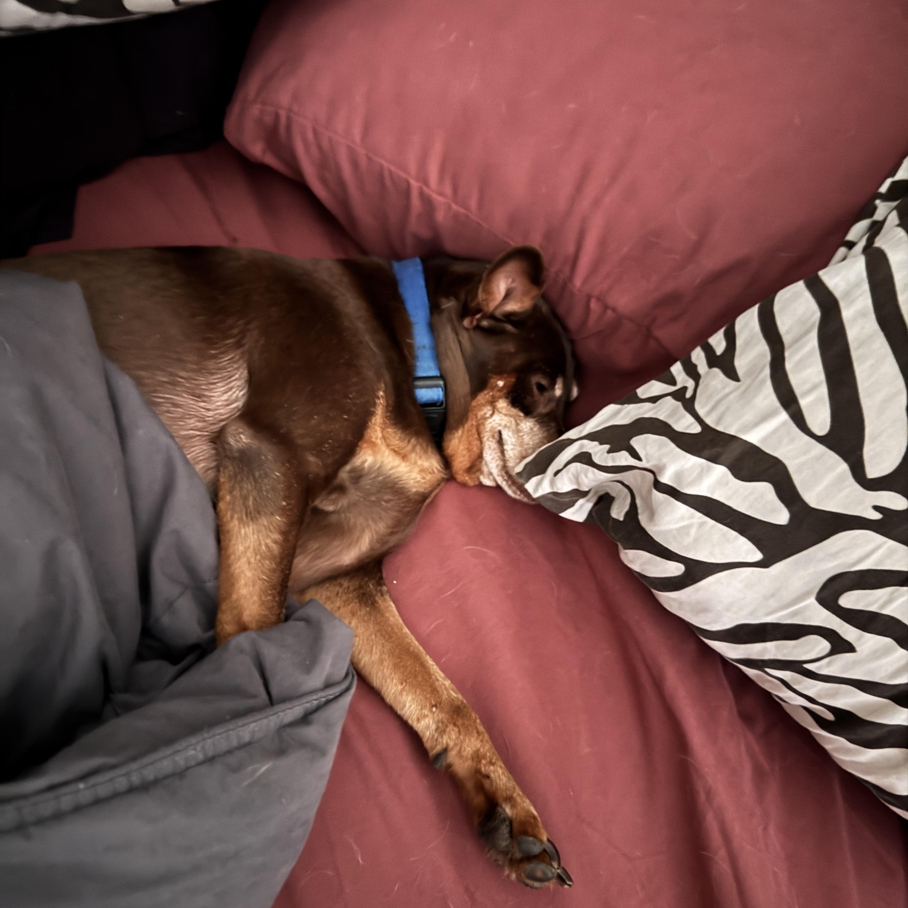 Enlarge Riley and Archie, a ADOPTABLE Chihuahua in Plano, TX image 4/6