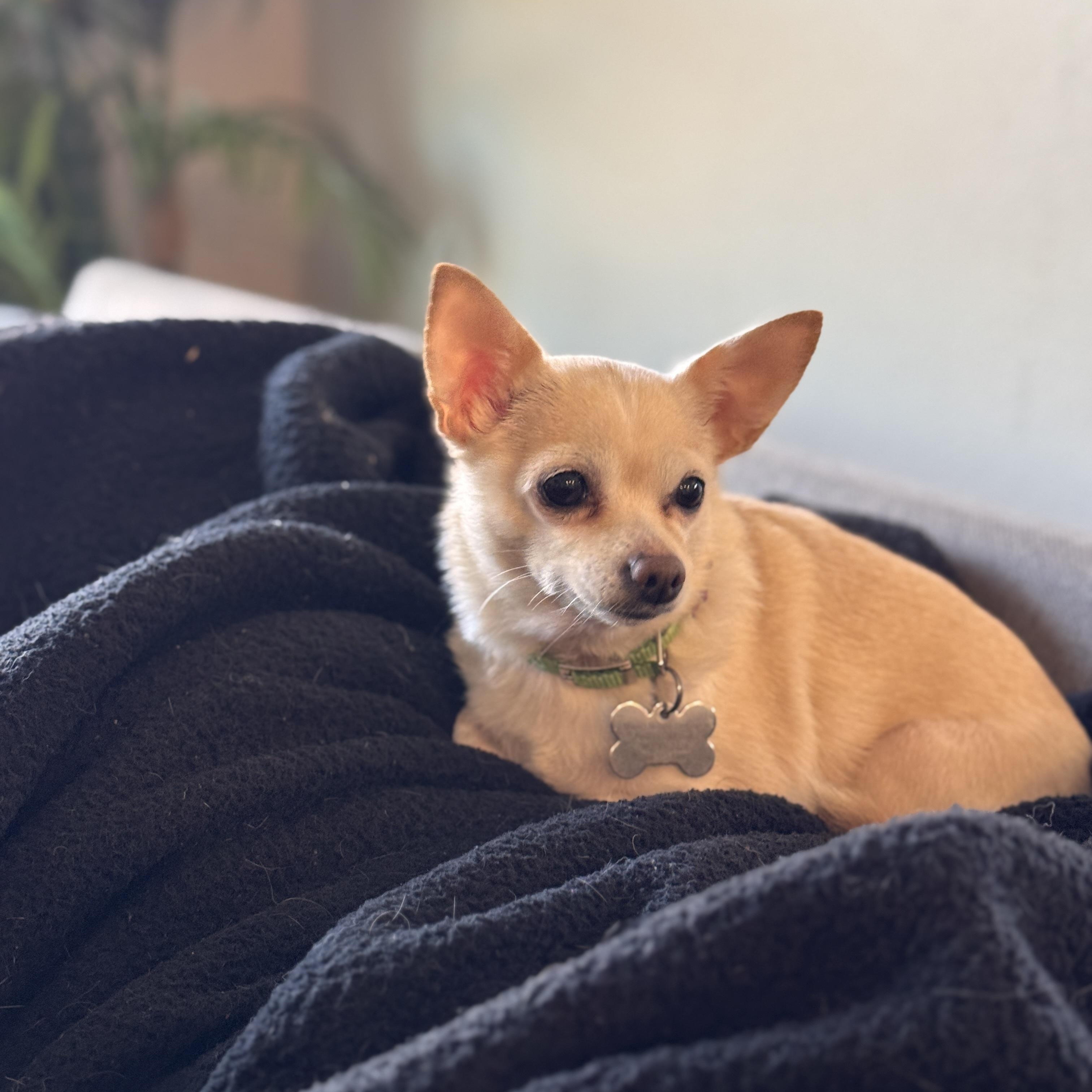 Riley and Archie, ADOPTABLE, Adult Female Chihuahua.