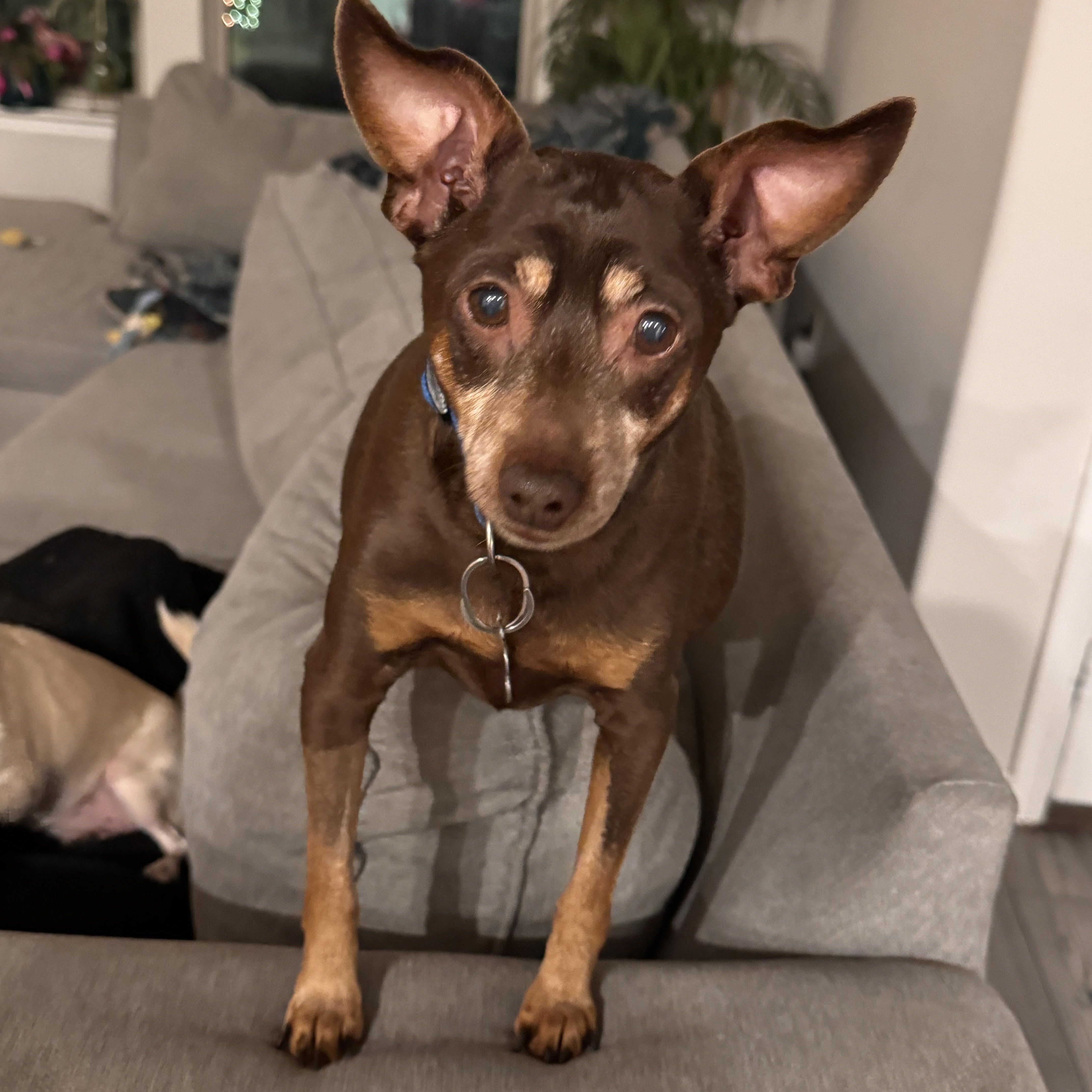 Enlarge Riley and Archie, a ADOPTABLE Chihuahua in Plano, TX image 3/6
