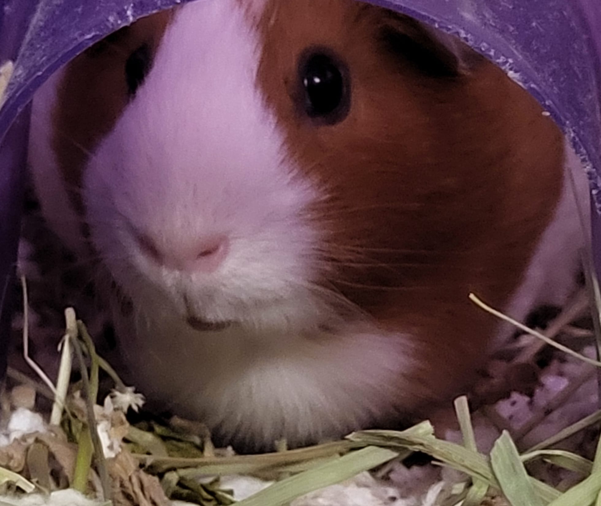 Enlarge Daisy, a Adopted Guinea Pig in Walker, LA image 1/1