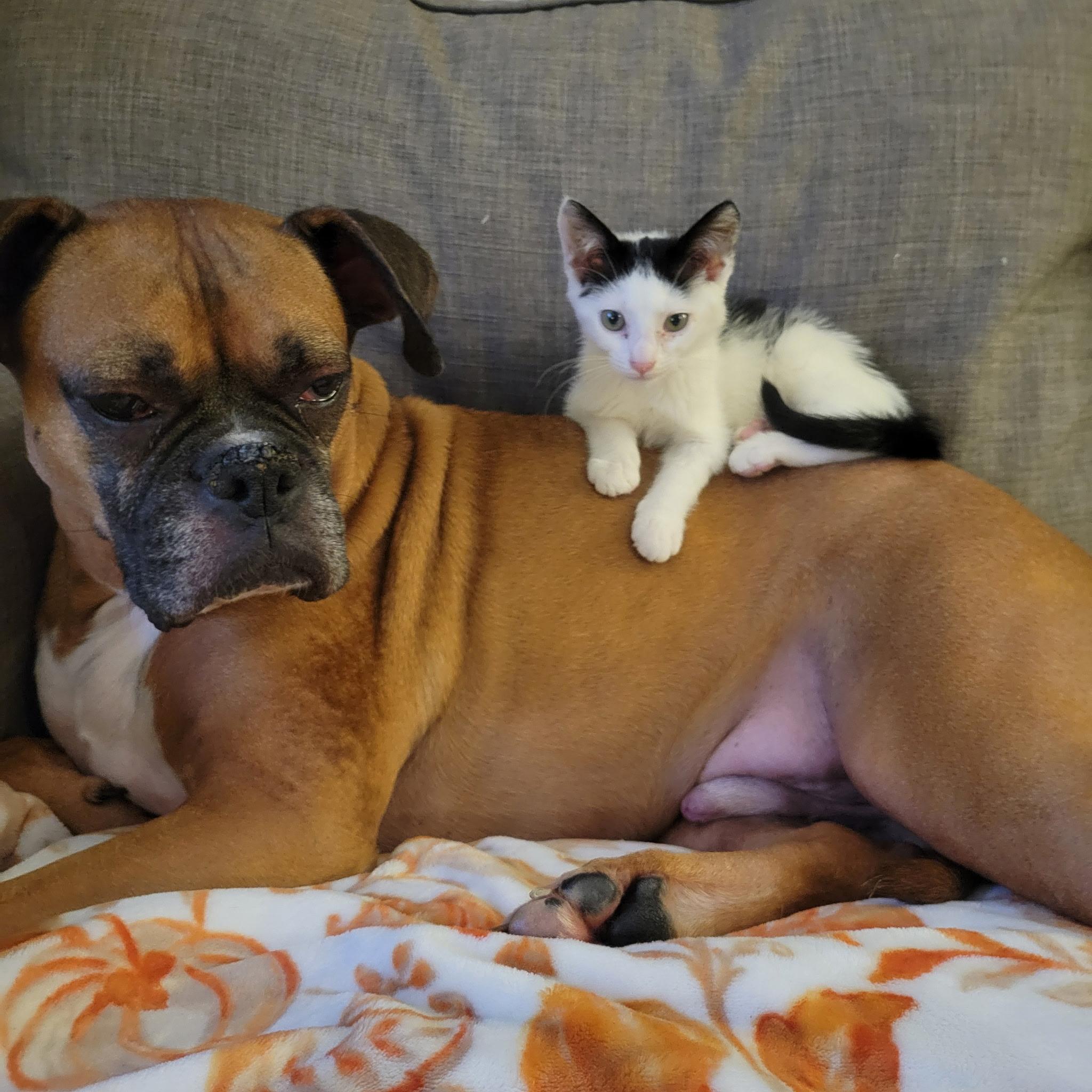 Enlarge Farkle, an adoptable Domestic Short Hair in Pasco, WA image 1/4