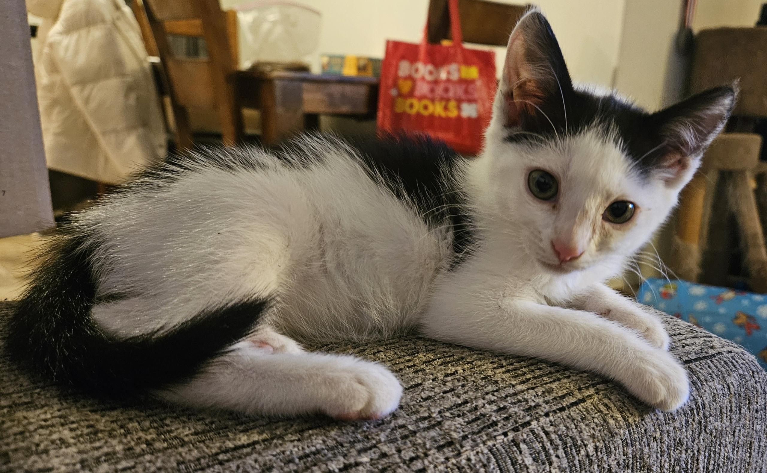 Enlarge Farkle, an adoptable Domestic Short Hair in Pasco, WA image 4/4