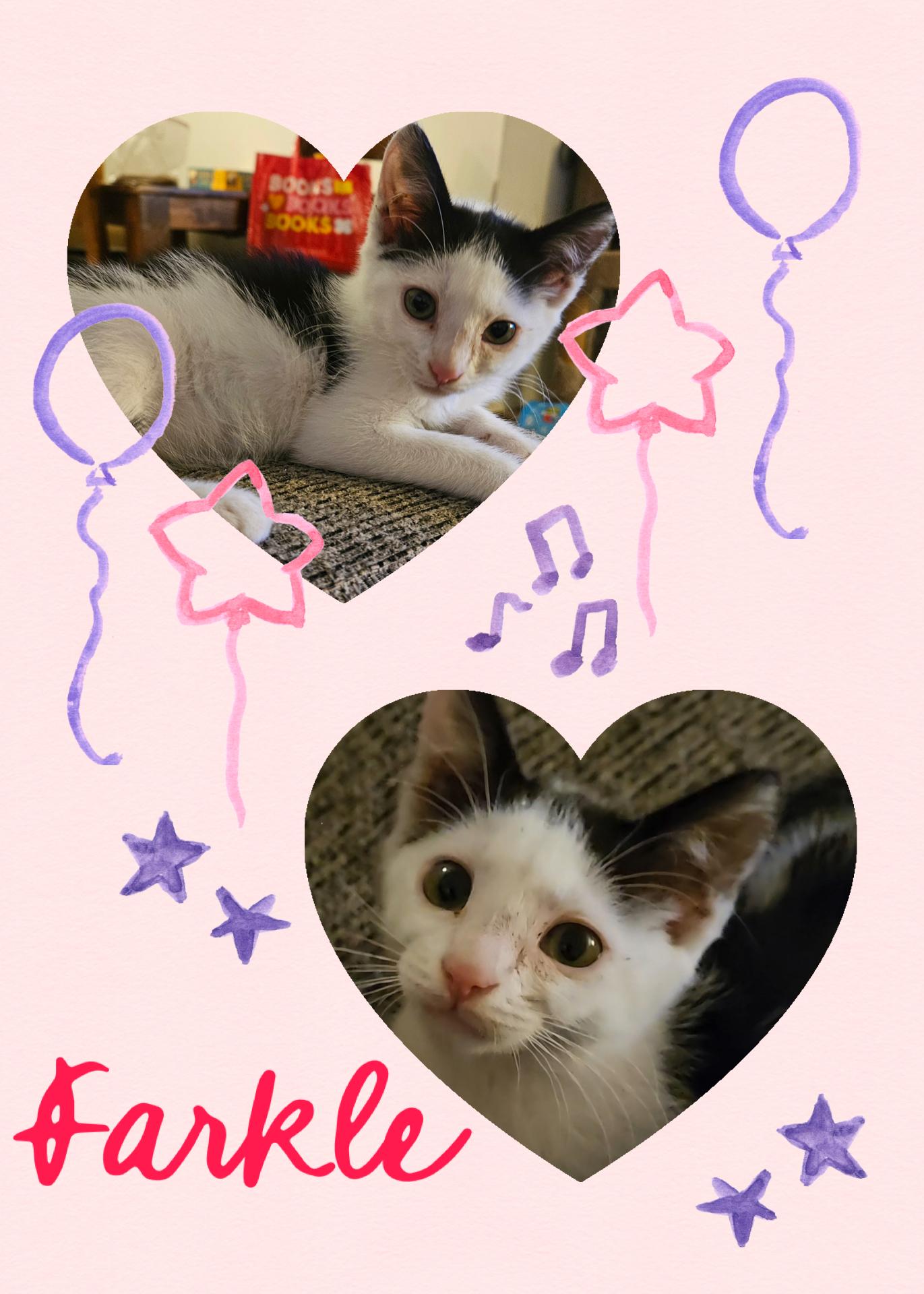 Enlarge Farkle, an adoptable Domestic Short Hair in Pasco, WA image 2/4