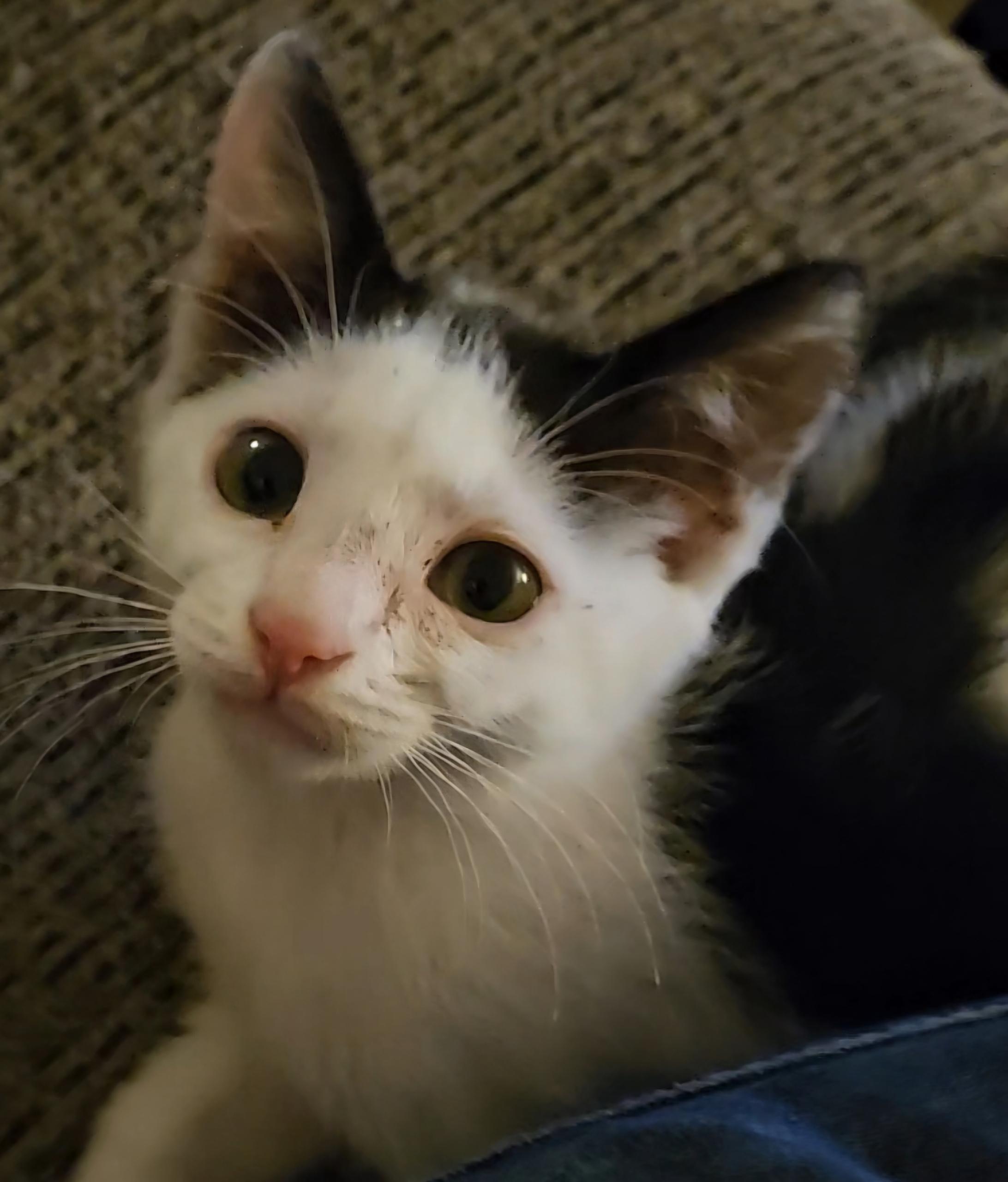 Enlarge Farkle, an adoptable Domestic Short Hair in Pasco, WA image 3/4