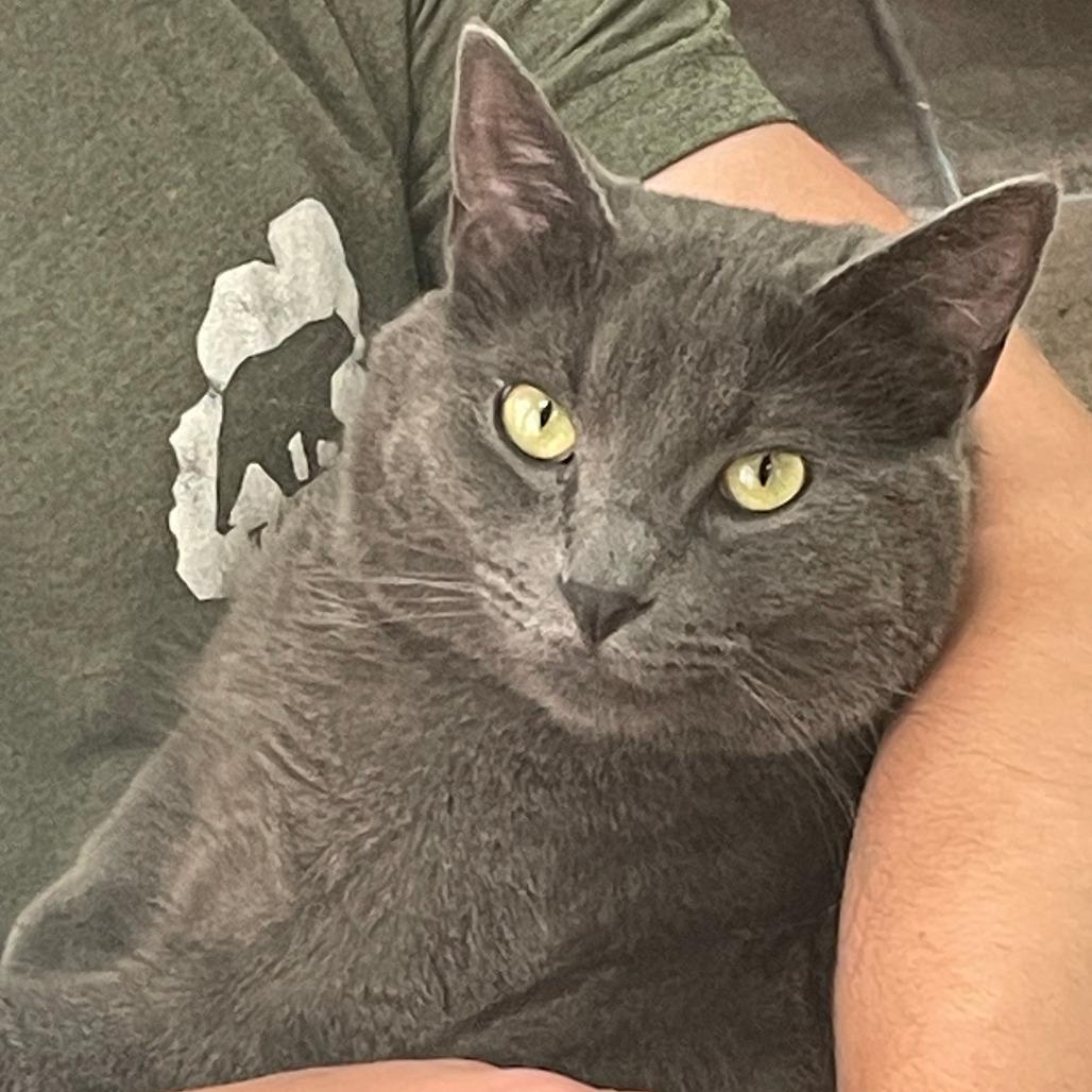 Henry - Bonded to William, Adoptable, Young Male Domestic Short Hair.