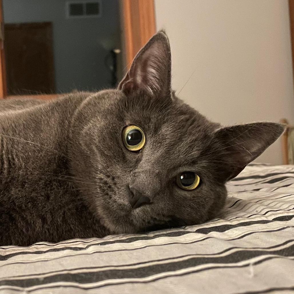 Henry - Bonded to William, a Adoptable Domestic Short Hair in Middleton, WI image 2/5