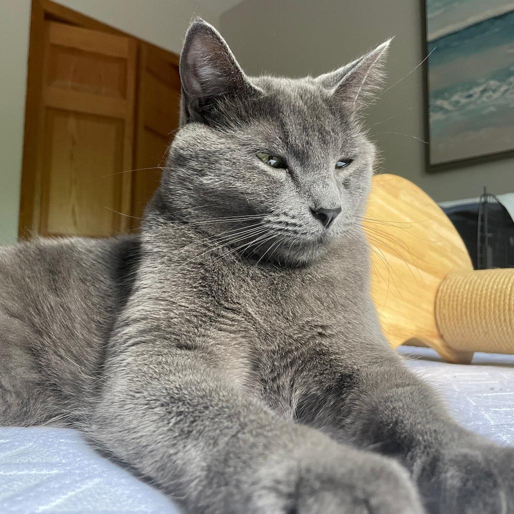Henry - Bonded to William, a Adoptable Domestic Short Hair in Middleton, WI image 3/5