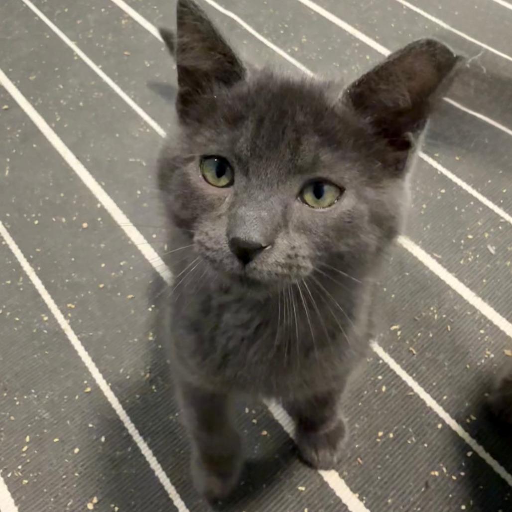 Henry - Bonded to William, a Adoptable Domestic Short Hair in Middleton, WI image 4/5