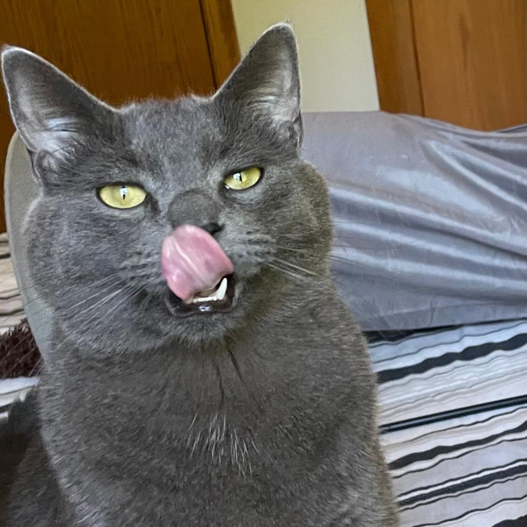 Henry - Bonded to William, a Adoptable Domestic Short Hair in Middleton, WI image 5/5