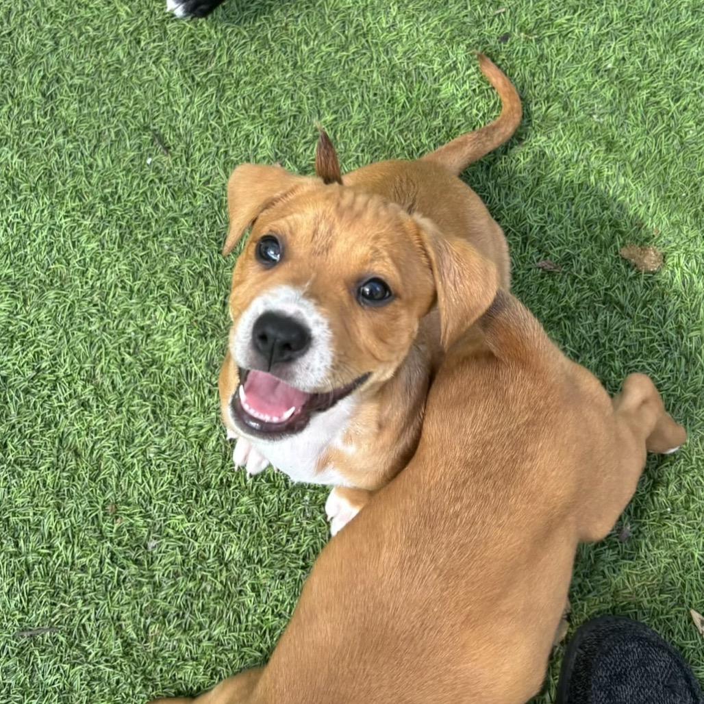 Enlarge Bridget 8391, a Adoptable mixed breed in LOXAHATCHEE, FL image 1/1
