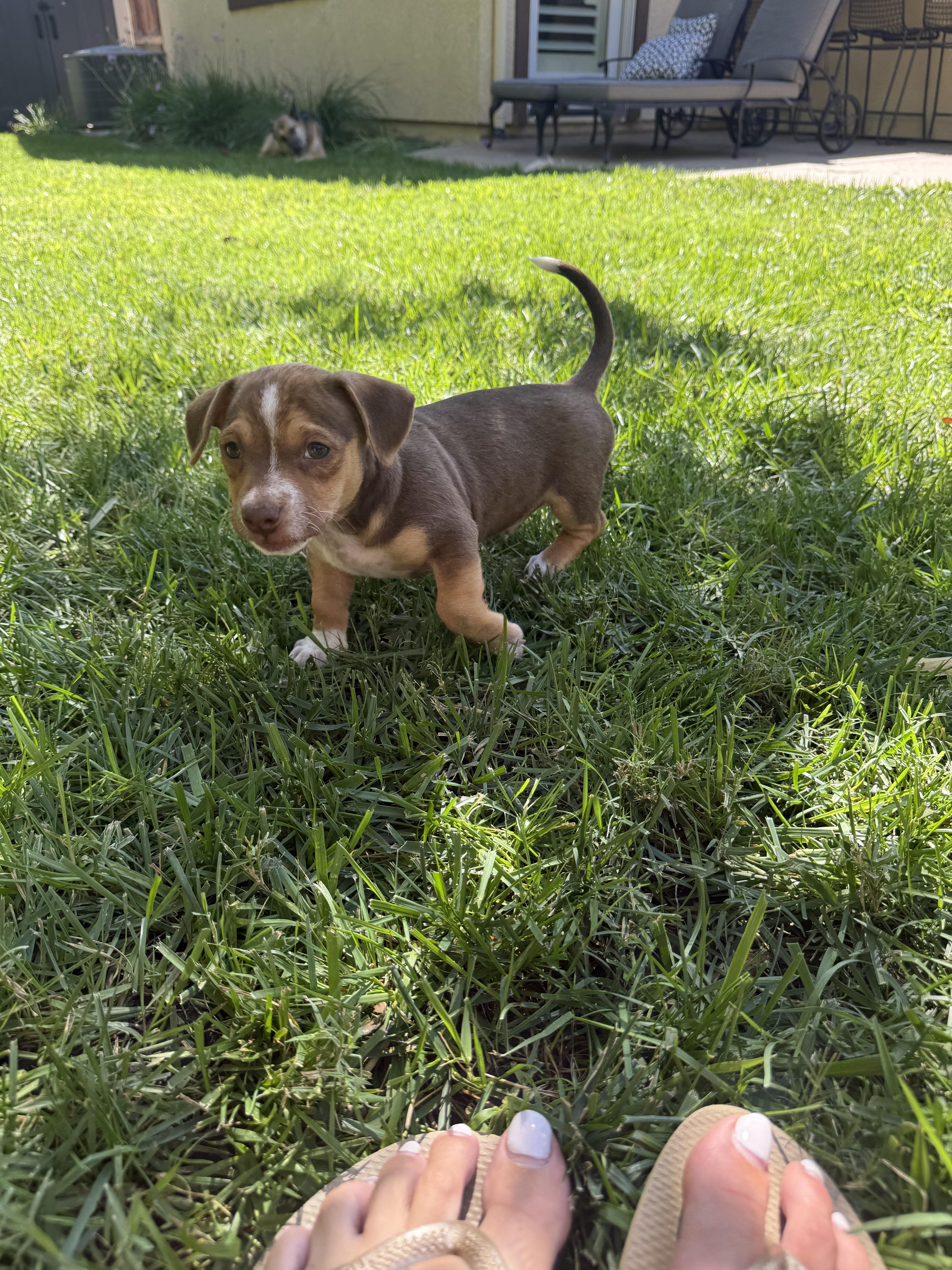 Enlarge Alvin, a Adoptable mixed breed in Penryn, CA image 4/5
