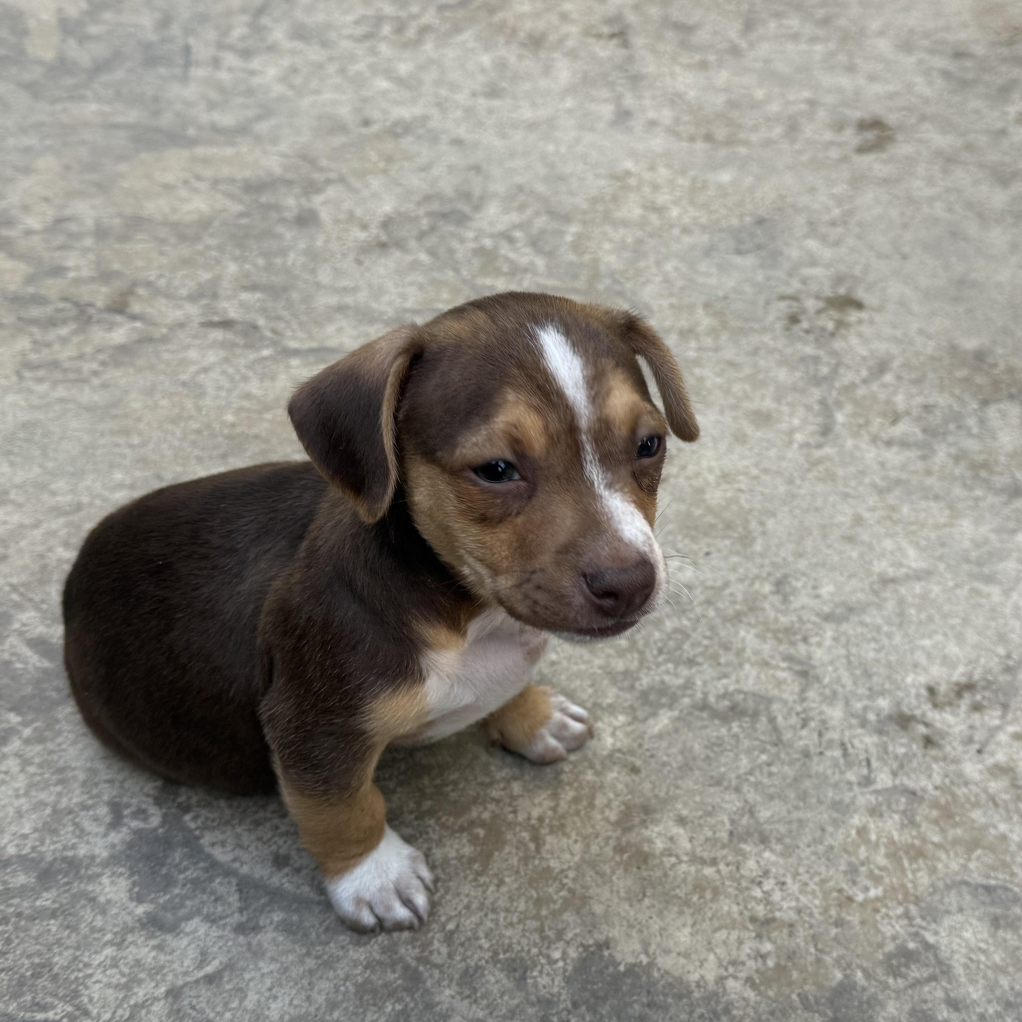 Enlarge Alvin, a Adoptable mixed breed in Penryn, CA image 3/5