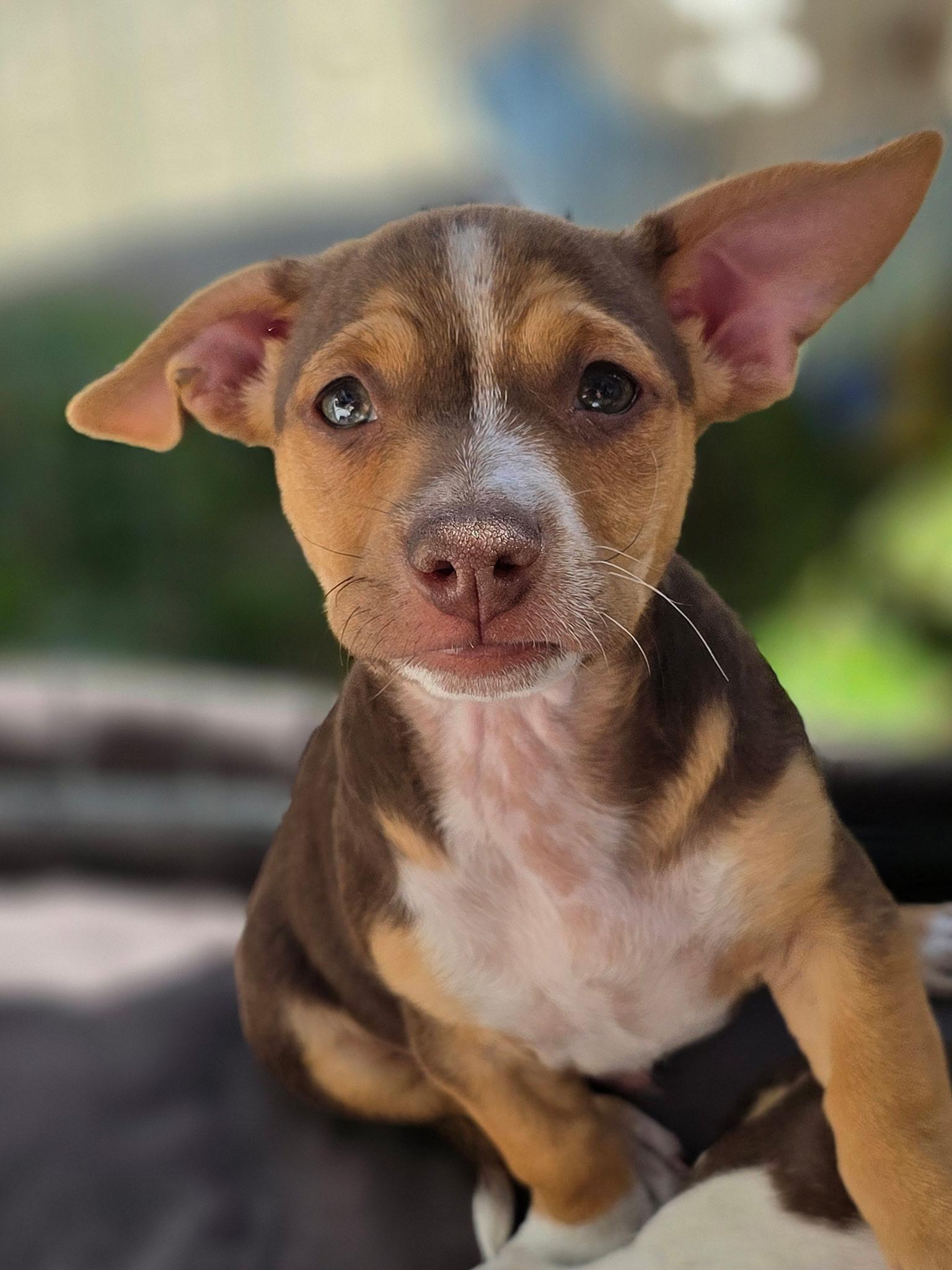Enlarge Alvin, a Adoptable mixed breed in Penryn, CA image 1/5
