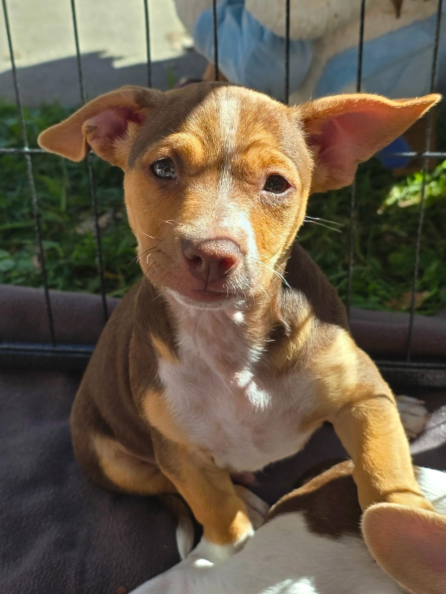 Enlarge Alvin, a Adoptable mixed breed in Penryn, CA image 2/5