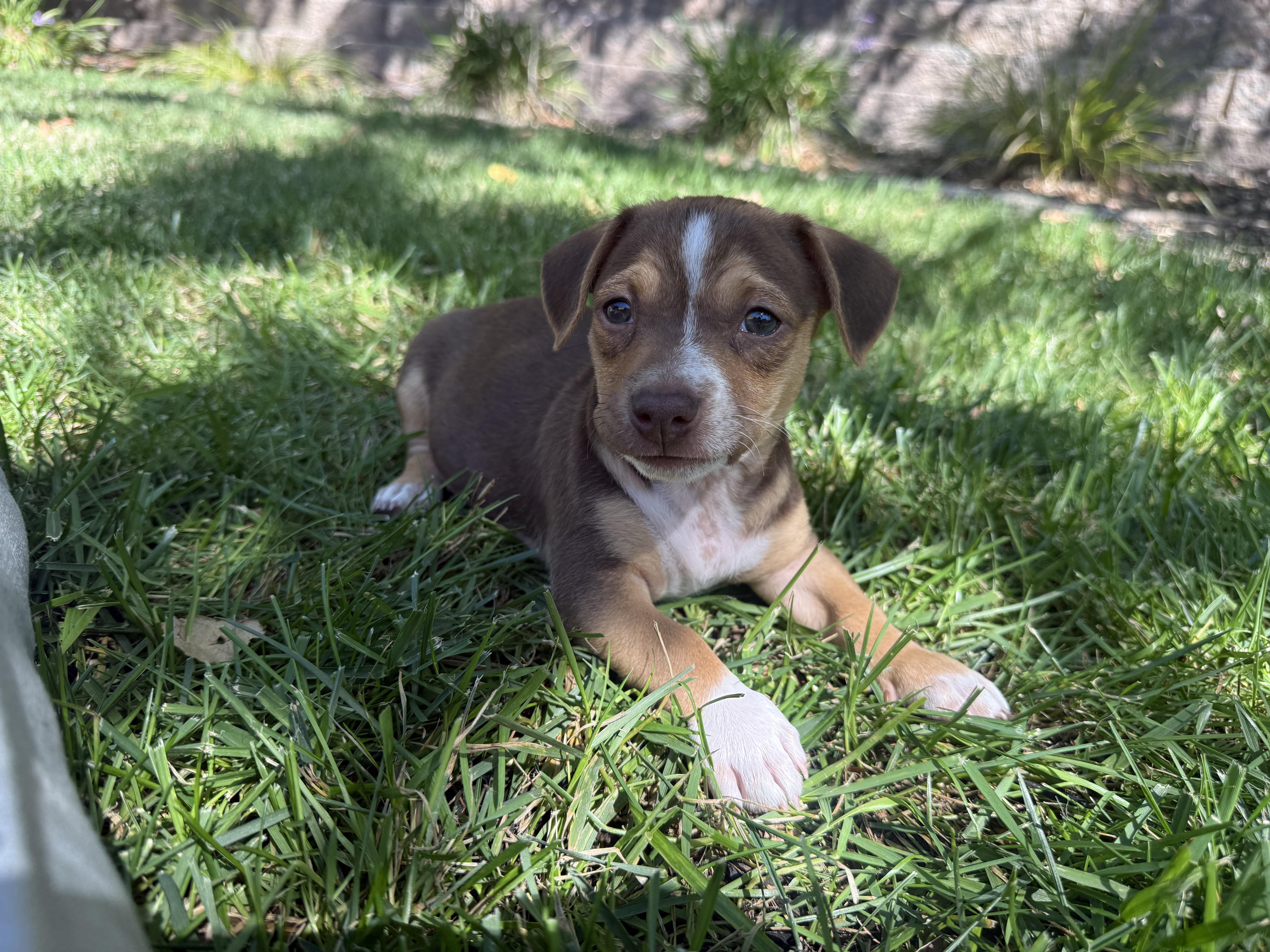 Enlarge Alvin, a Adoptable mixed breed in Penryn, CA image 5/5