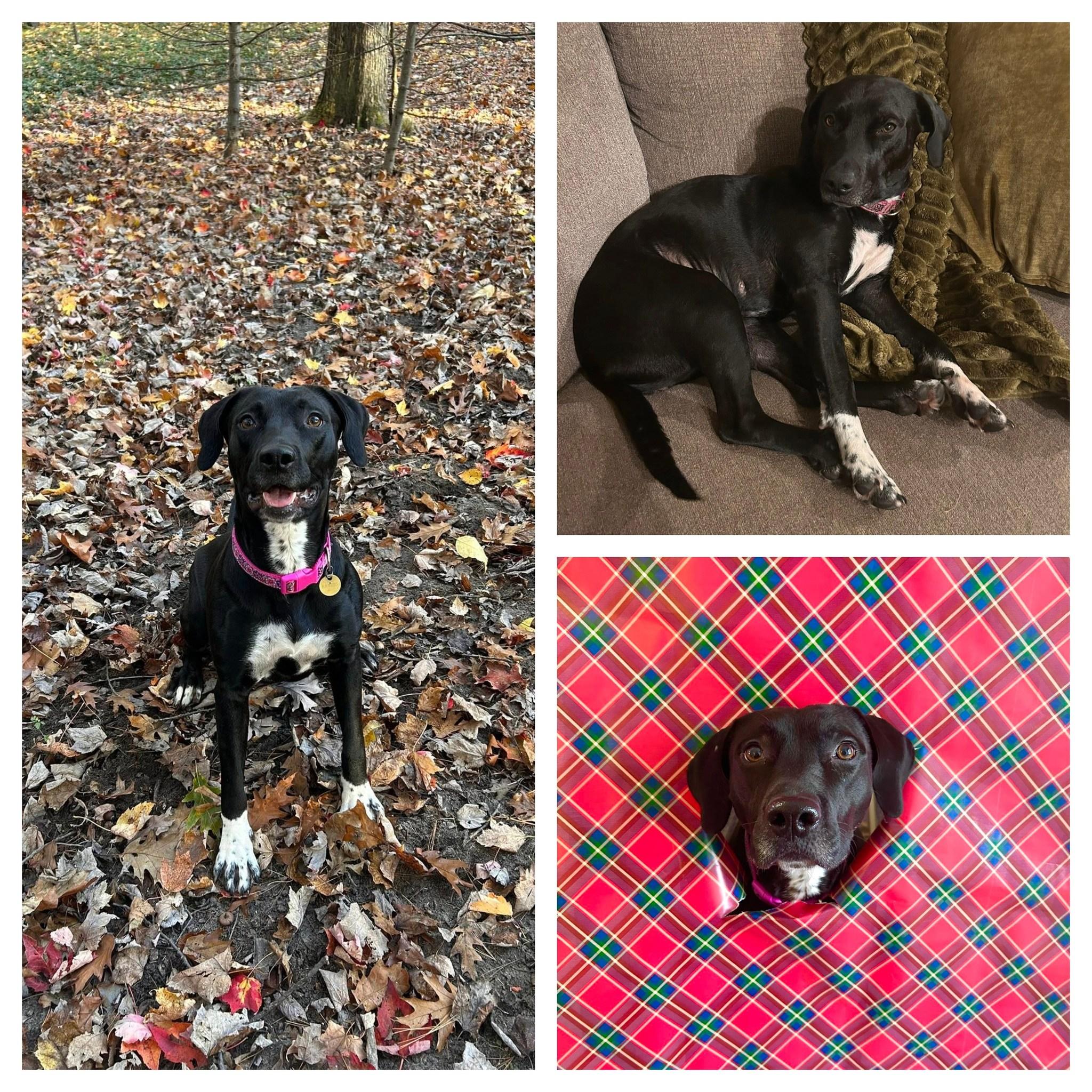 Maude, ADOPTABLE, Adult Female Black Labrador Retriever.