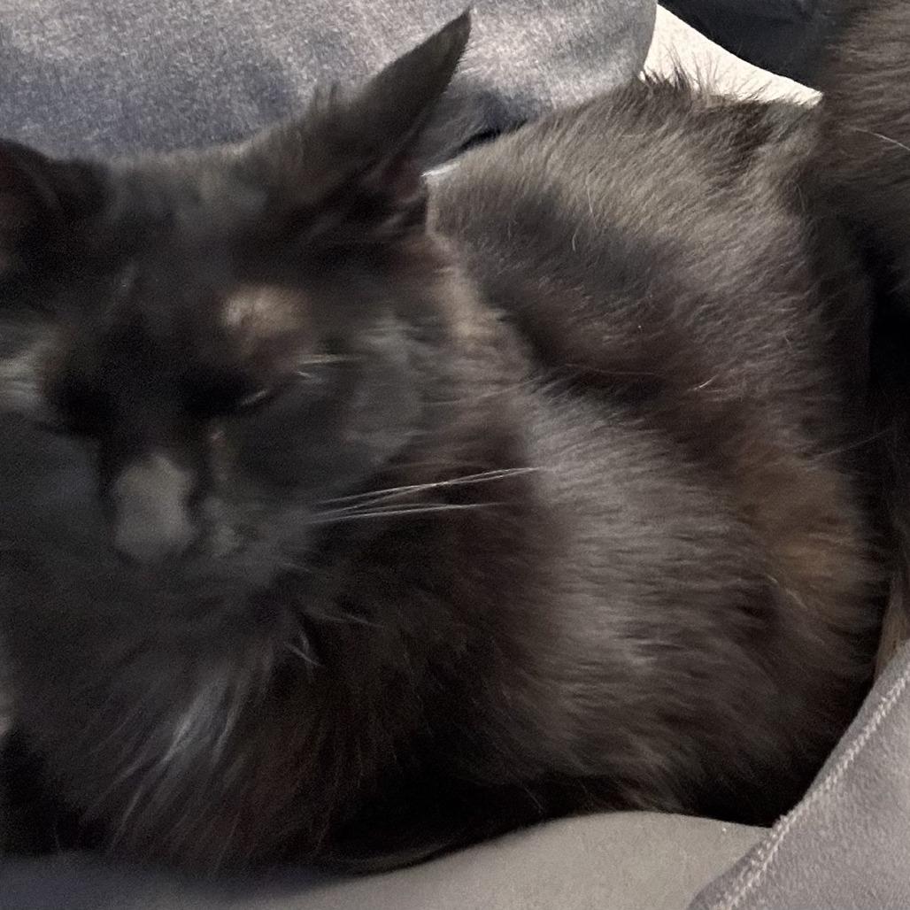 Pip, Adoptable, Adult Male Domestic Medium Hair.